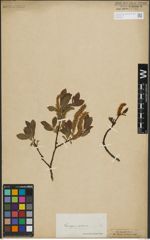 Foto von Salix lapponum L. x Salix silesiaca Willd.